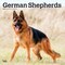 German Shepherds | 2026 12 x 24 Inch (Hanging) Monthly Square Wall Calendar | Plastic-Free
